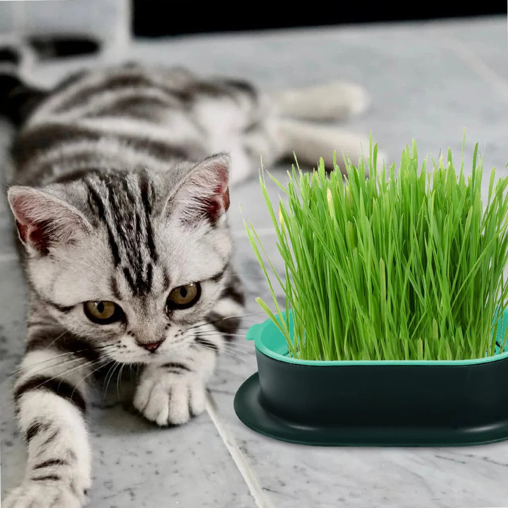 New Pet cat sprout Dish Growing Pot Hydroponic Plant cat Grass