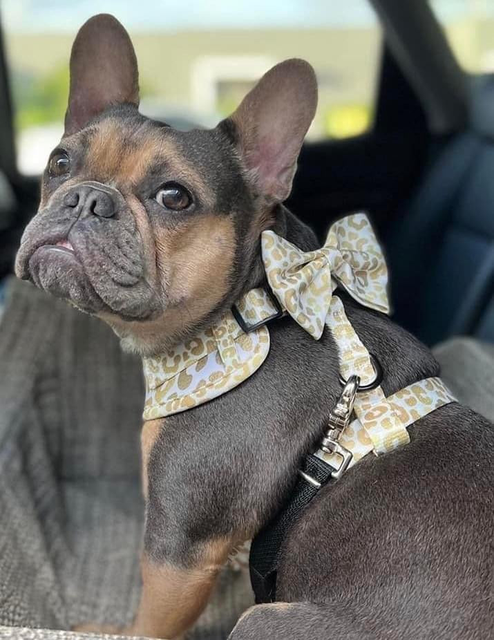 “You’re So Golden” Bow Tie