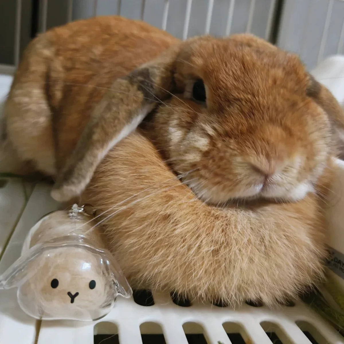 Transparent Rabbit Hair Keepsake Bottle Pet Hair Storage Capsule