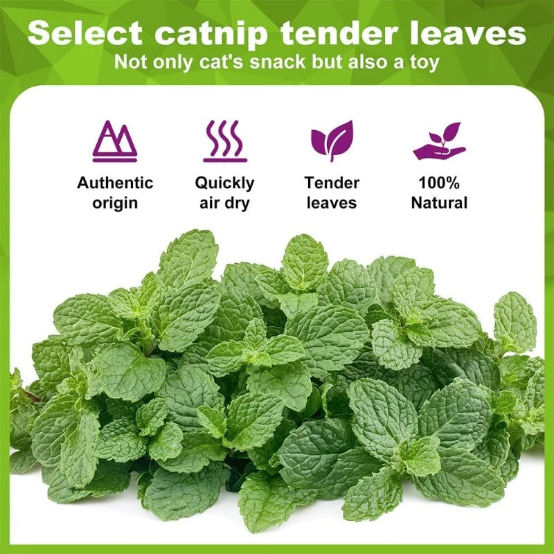 5/10/20Pcs Natural Catnip Balls Kitten Cat Nip Ball Licker Toy for