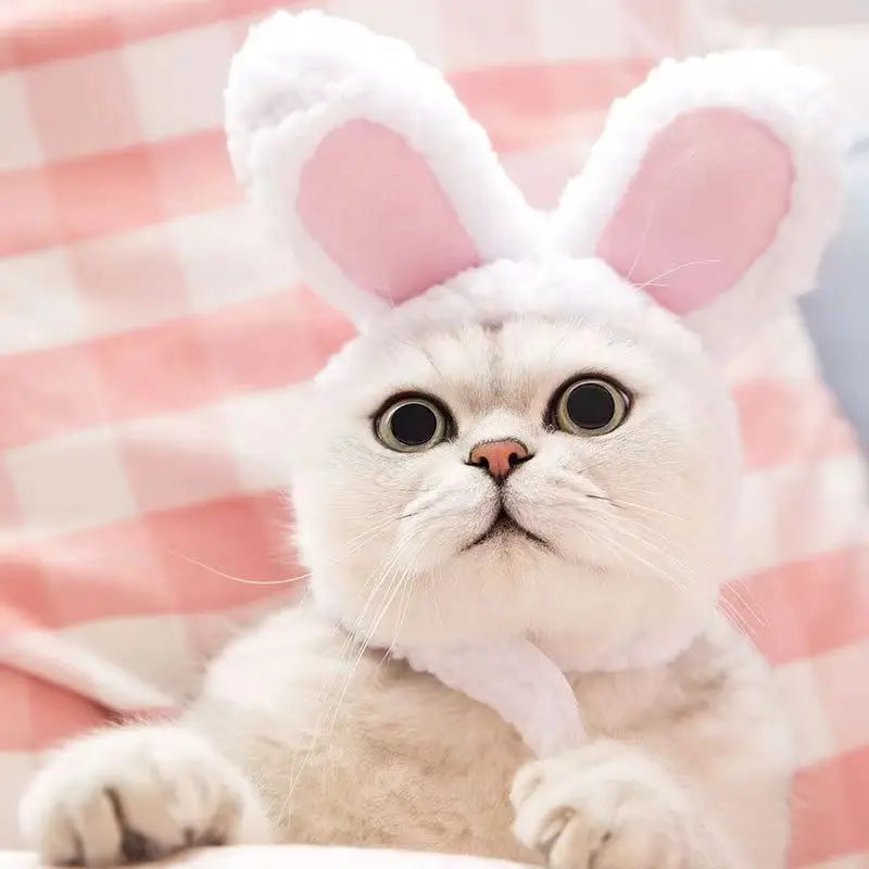 Cute Bear Rabbit Hooded Pet Cat Dog Accessories Cosplay Cat Hat Winter