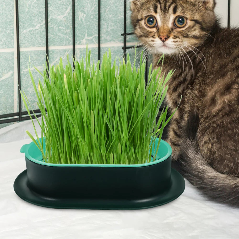 New Pet cat sprout Dish Growing Pot Hydroponic Plant cat Grass