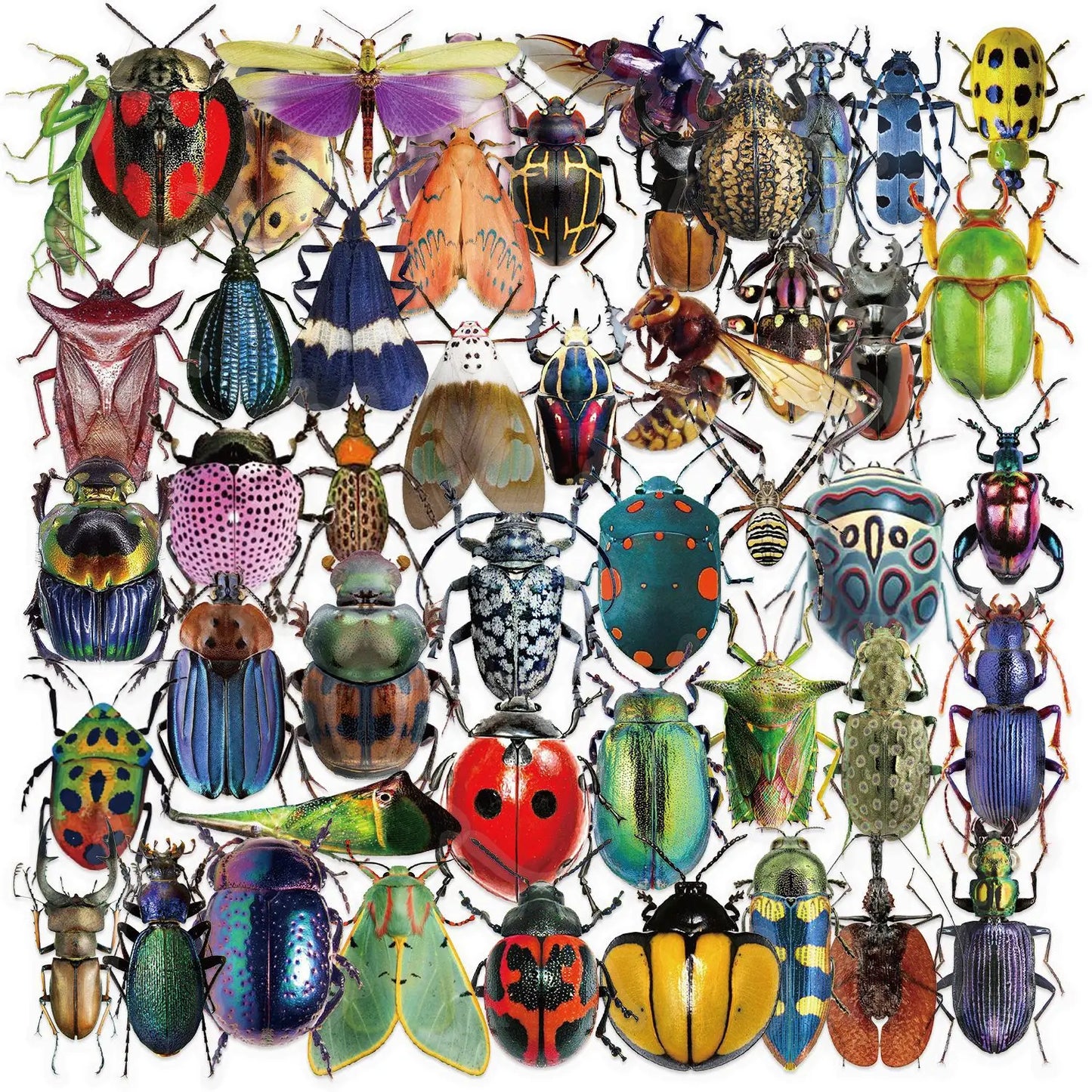 50pcs Cartoon Cute Cartoon Insect Beetle Stickers PET for Toy DIY
