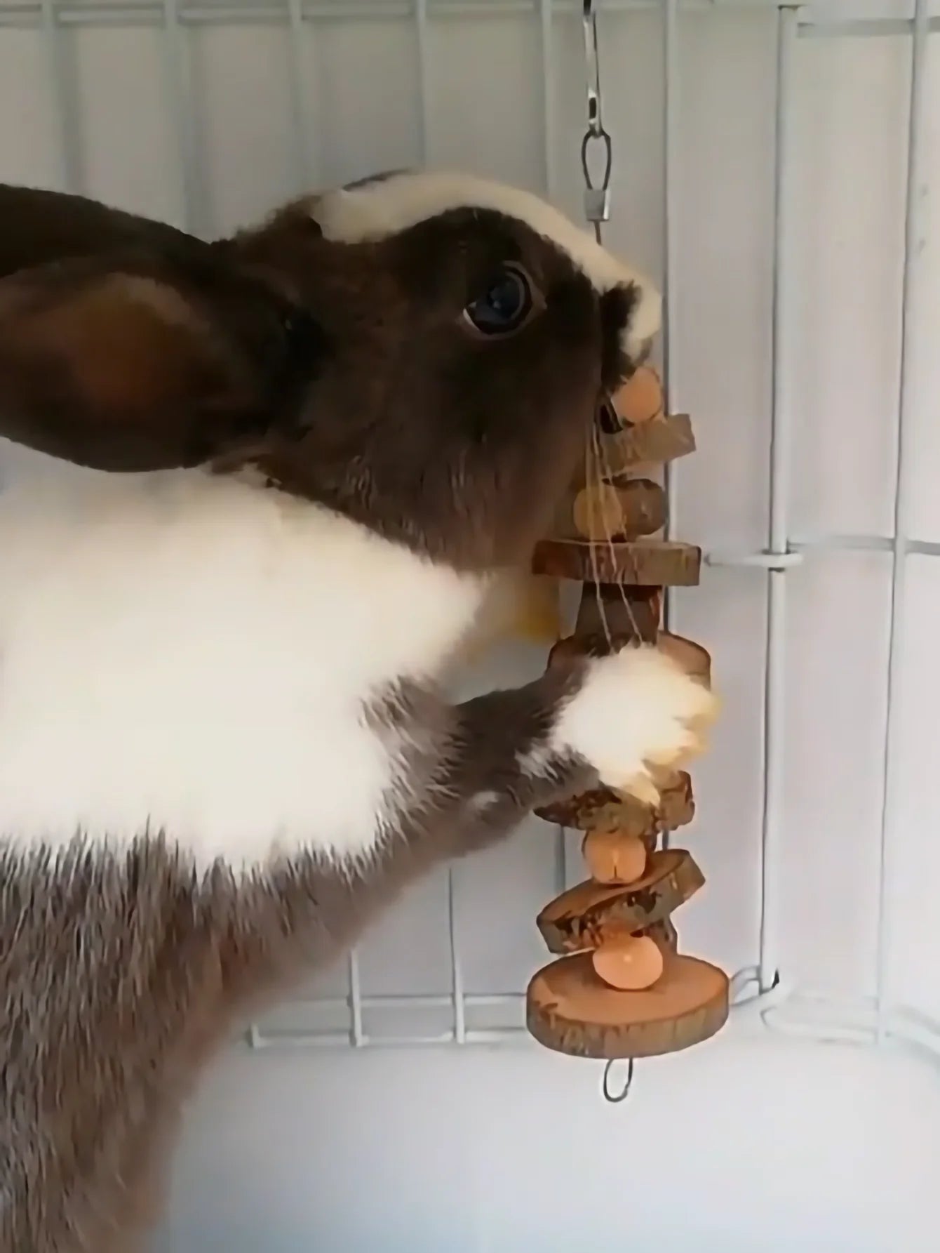 1pc-Simple wooden apple wood chew toy rabbit, chew stick, round wood