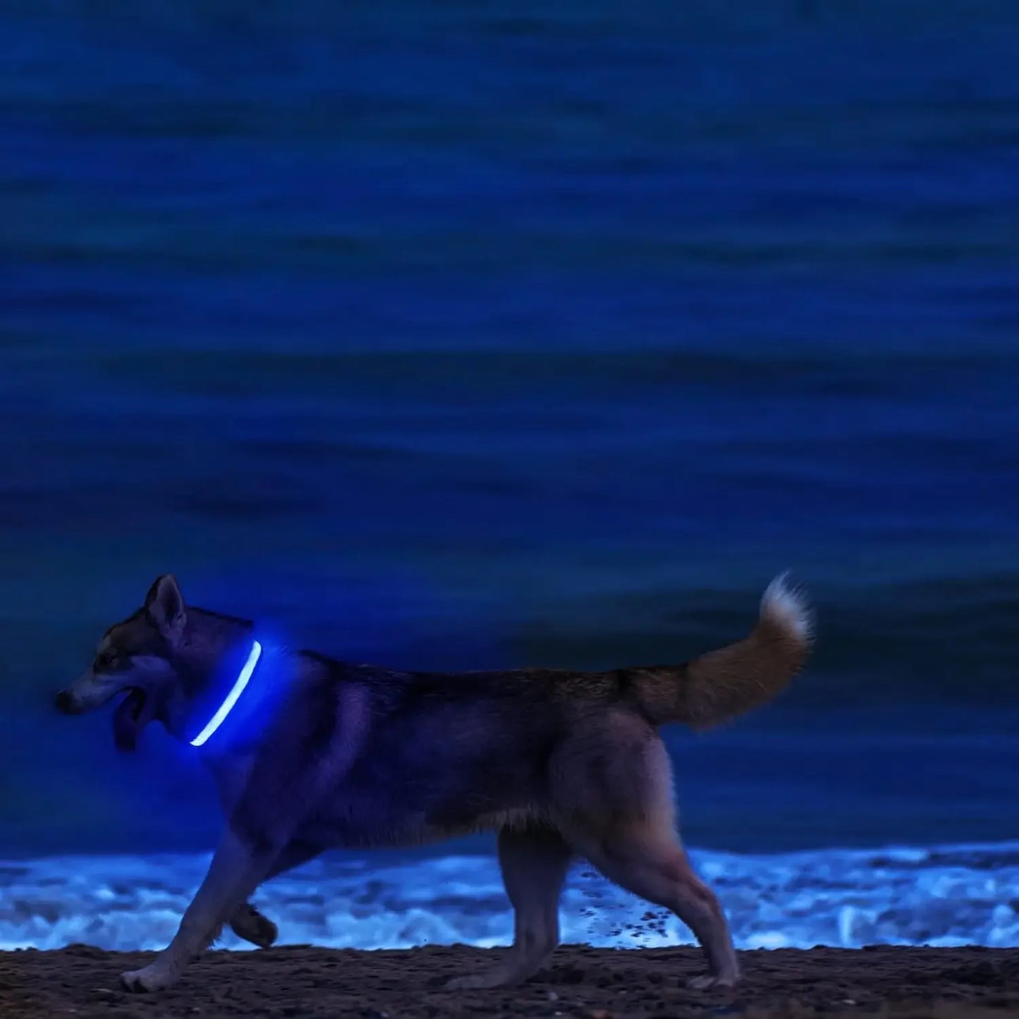 Light Up LED Pet Dog Collar Safety Night Walking Flashing Glow In The