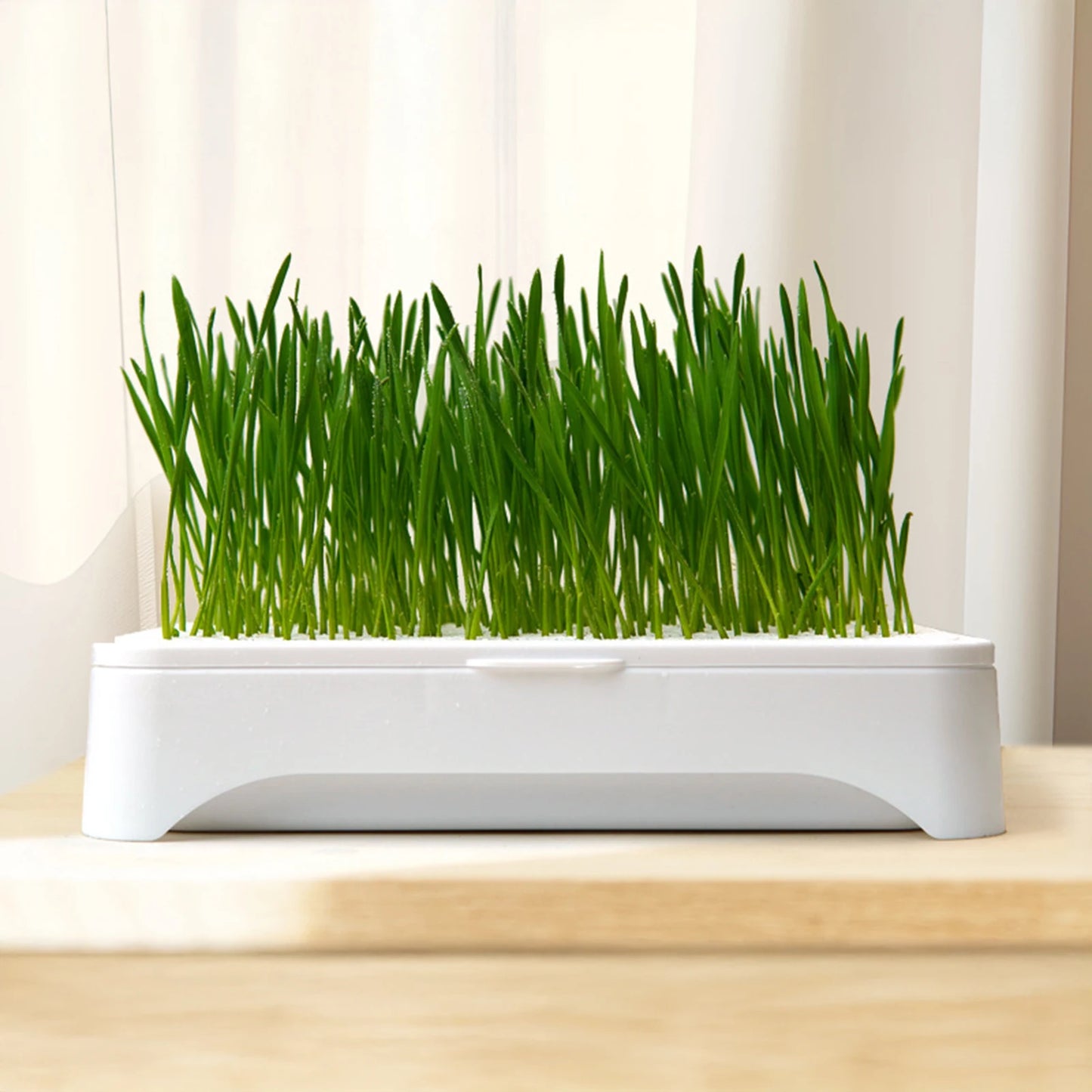 Pet Cat Grass Planting Basin Soilless Culture Wheat Seedling Pot