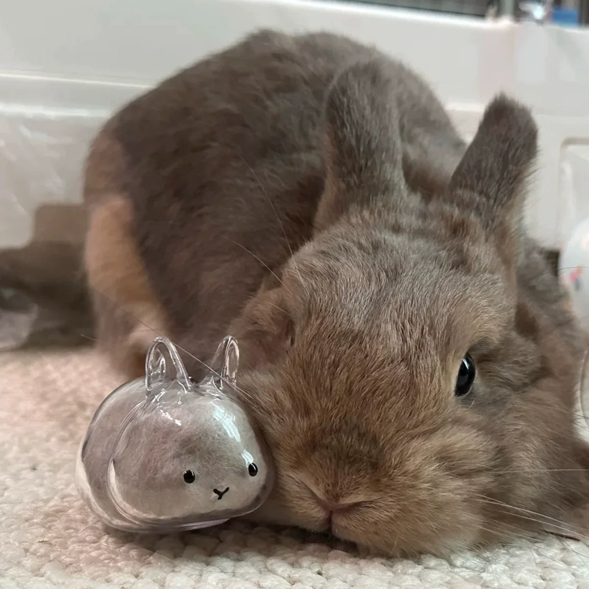 Transparent Rabbit Hair Keepsake Bottle Pet Hair Storage Capsule