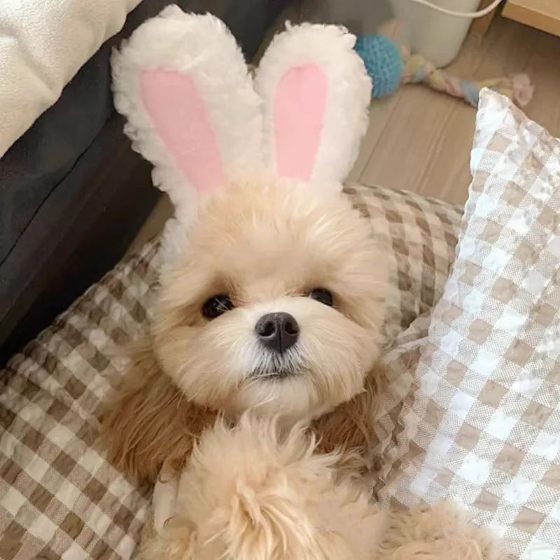 Cute Bear Rabbit Hooded Pet Cat Dog Accessories Cosplay Cat Hat Winter