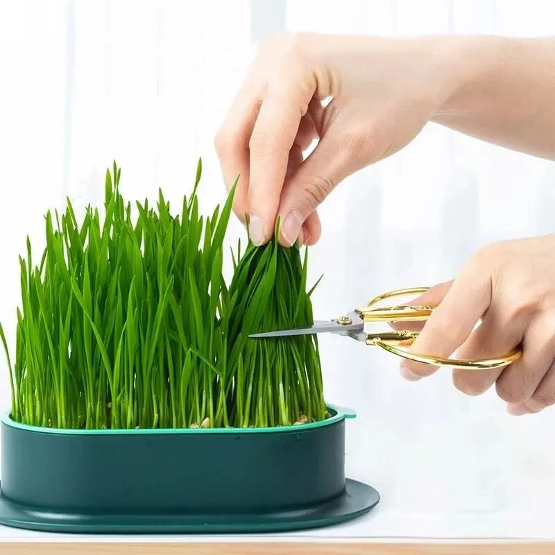 New Pet Cat Sprout Dish Growing Pot Hydroponic Plant Cat Grass