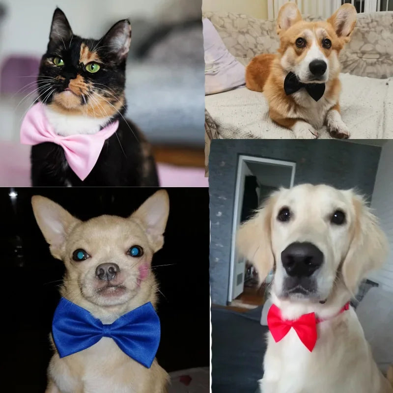 Pet Dog Cat Necklace Adjustable Strap for Cat Collar Dogs Accessories