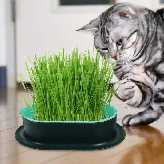 New Pet cat sprout Dish Growing Pot Hydroponic Plant cat Grass