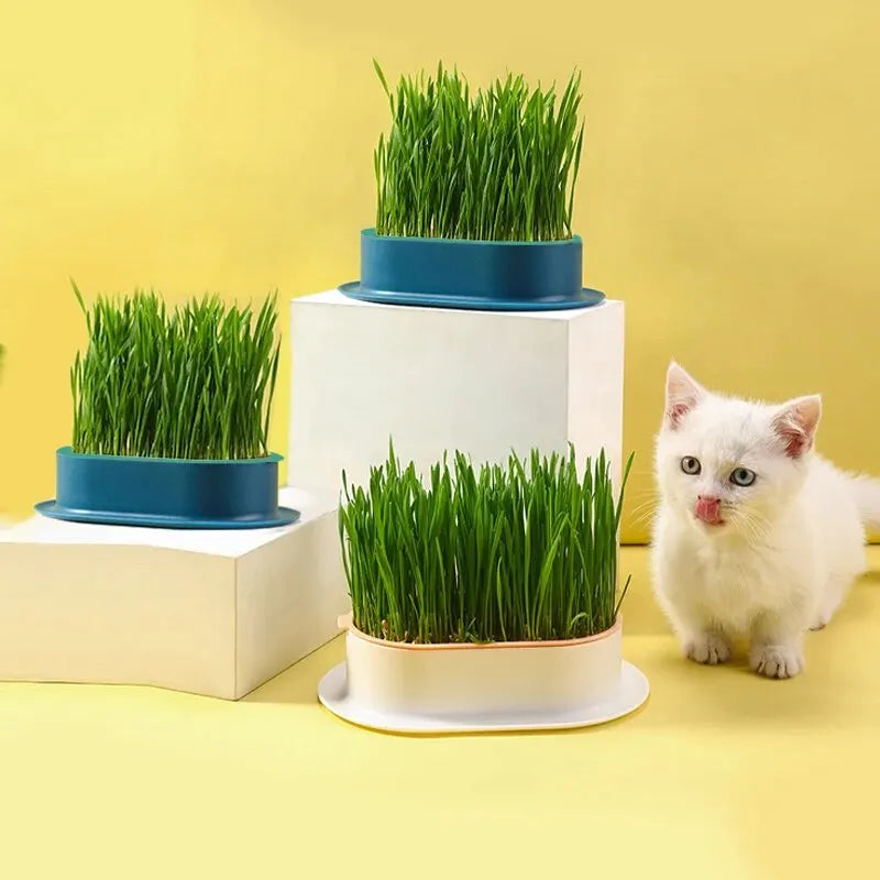 New Pet Cat Sprout Dish Growing Pot Hydroponic Plant Cat Grass