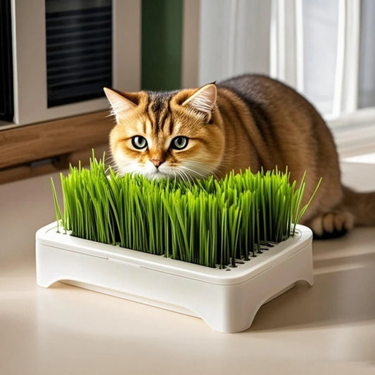 Pet Cat Grass Planting Basin Soilless Culture Wheat Seedling Pot