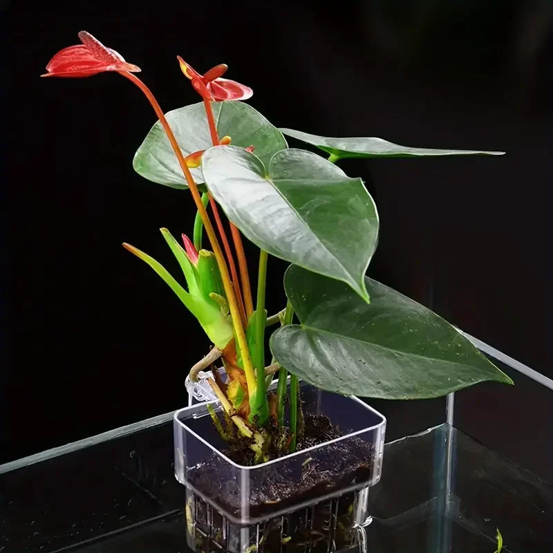 1PC Hydroponic Planting Cup Household Water Grass Planting Cup Wall