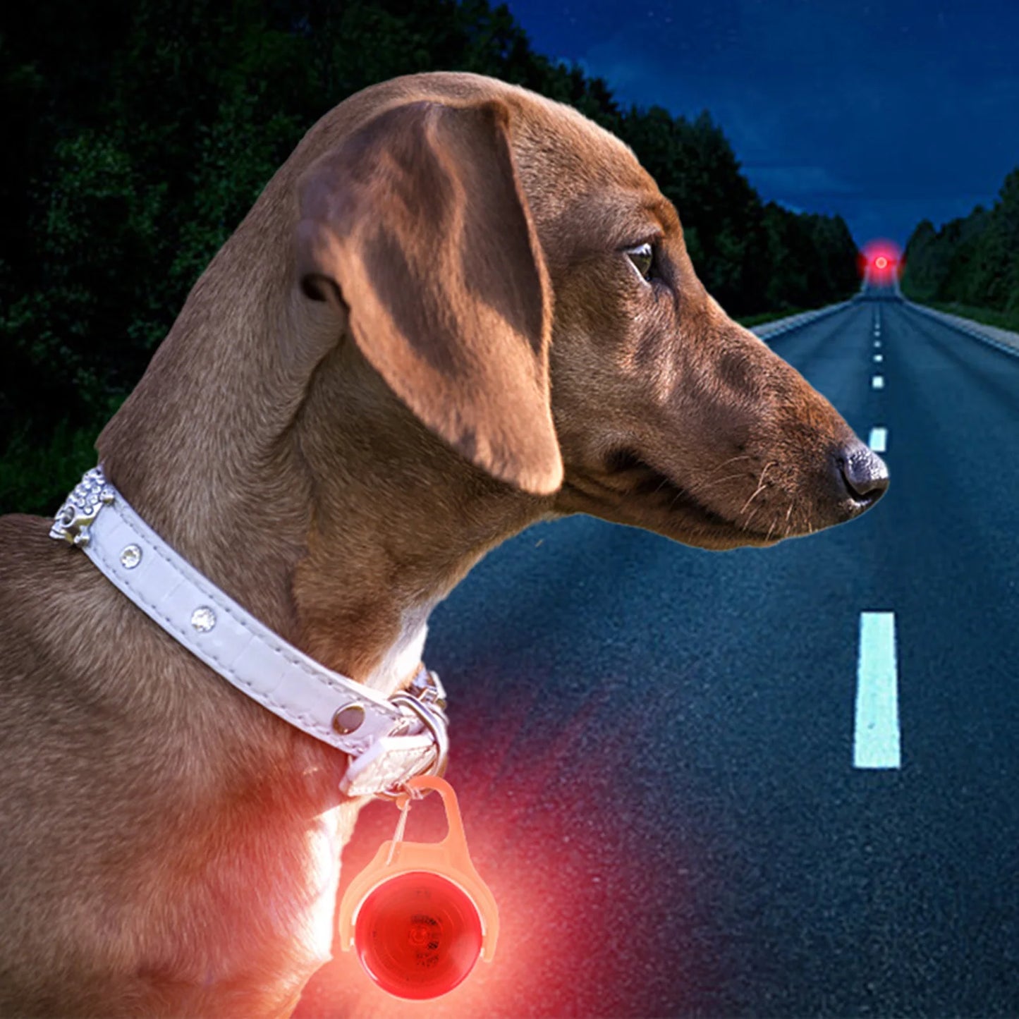 LED Glow Dog Collar Pendant Light Up Pet Accessories Night Safety
