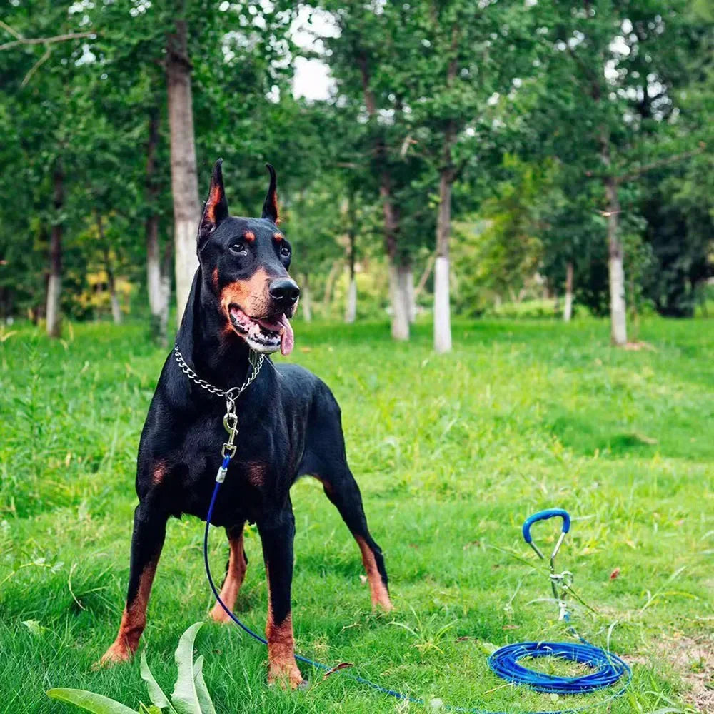 Pet P Snake Chain Collar Dog Choke Collar Stainless Steel for Dogs